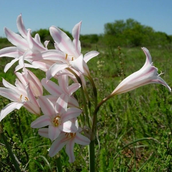 Изображение Циртантус Смита  - Cyrtanthus smithiae