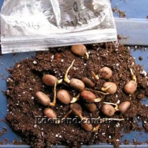 Изображение Замия шершавая - Zamia furfuracea 