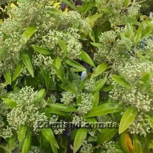 Изображение Бакхузия лимонная - Backhousia citriodora 