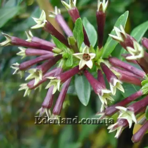 Изображение Цеструм самшитолистный  - Cestrum buxifolium