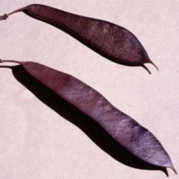 Зображення Баухінія Петерсона - Bauhinia petersiana