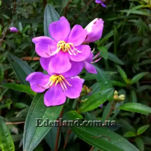 Изображение Меластома малабарская - Melastoma malabathricum