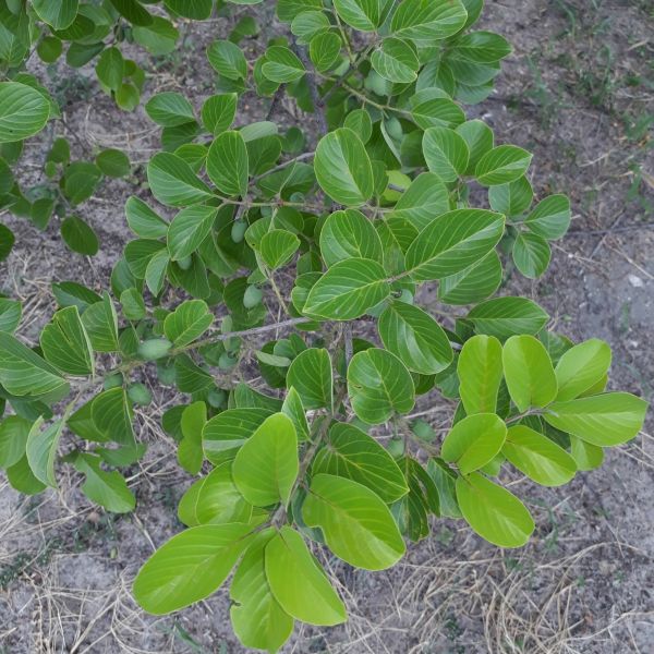 Изображение Берхемия двухцветная  - Berchemia discolor 