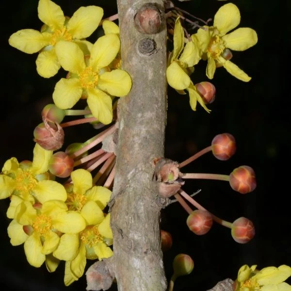 Изображение Дилления пятипестичная  - Dillenia pentagyna 