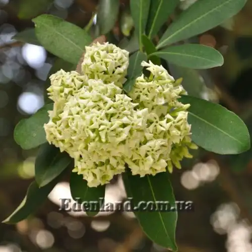 Изображение Альстония школьная - Alstonia scholaris
