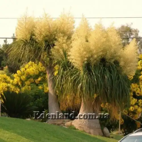 Изображение Бокарнея отогнутая - Beaucarnea recurvata