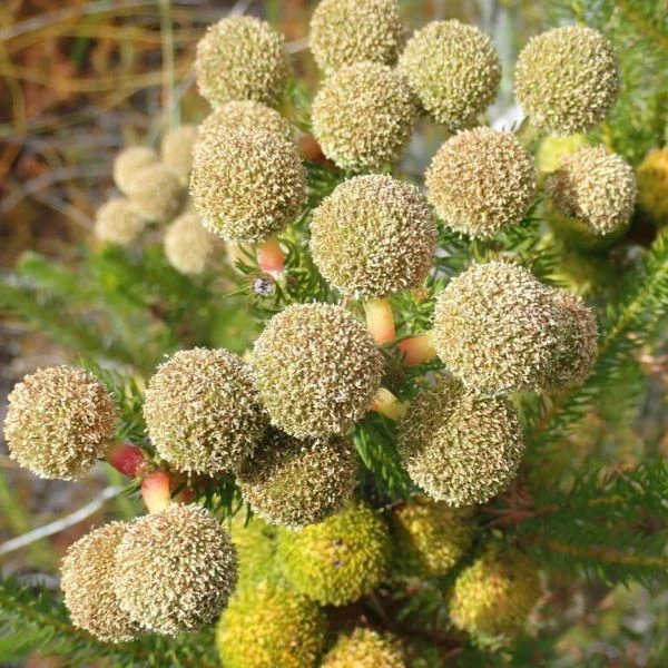 Изображение Берцелия Галпина - Berzelia galpinii