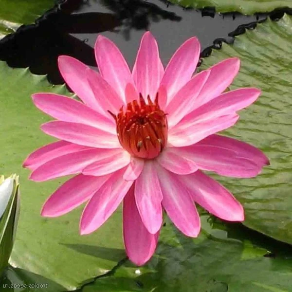 Зображення Німфея (Латаття) опушена рожева - Nymphaea pubescens 'Pink' 