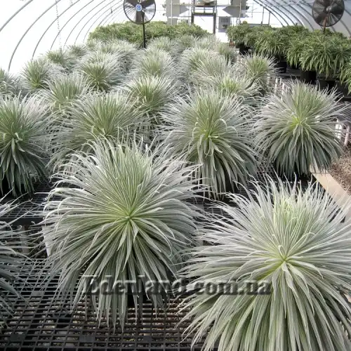 Изображение однолетние растения