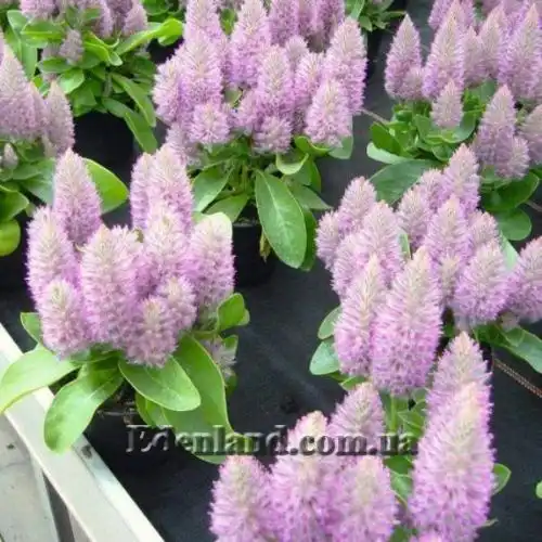 Изображение Птилотус возвышенный - Ptilotus exaltatus