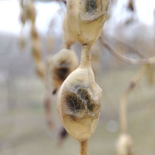 Изображение Стифнолобиум японский  - Styphnolobium japonicum