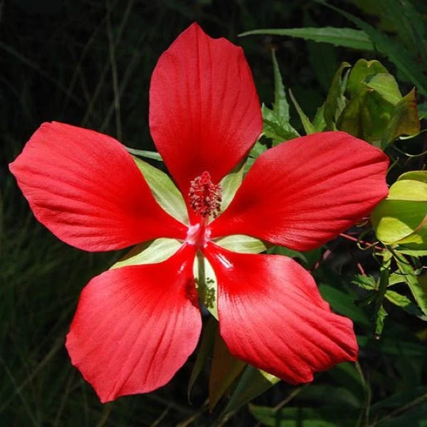 Изображение Гибискус шарлаховый (ярко-красный) - Hibiscus coccineus 