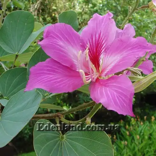 Изображение Баухиния пестрая - Bauhinia variegata