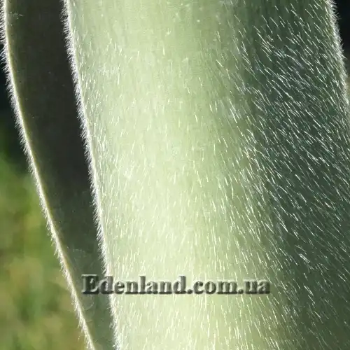 Изображение лист