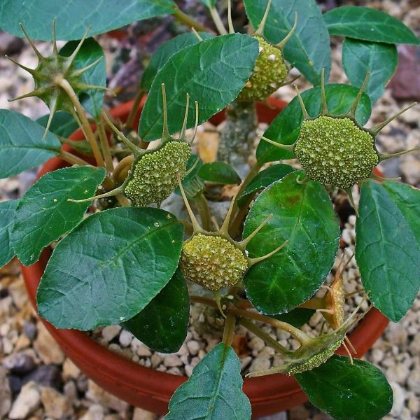 Зображення Дорстенія смердюча - Dorstenia foetida