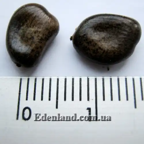 Изображение семена