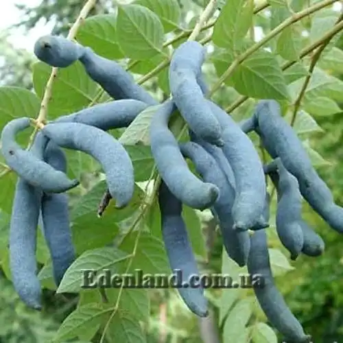 Декенея Фаржэ - Decaisnea fargesii