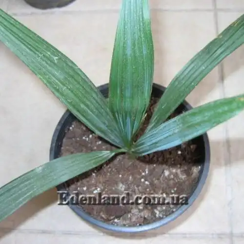 Зображення Сабаль малий - Sabal minor