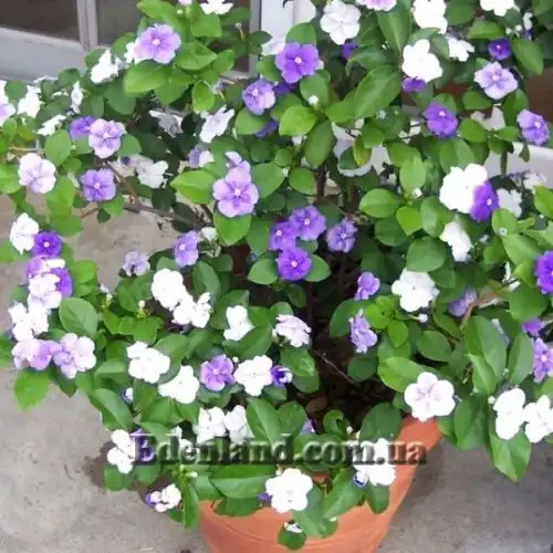 Изображение Брунфельзия широколистная  - Brunfelsia latifolia