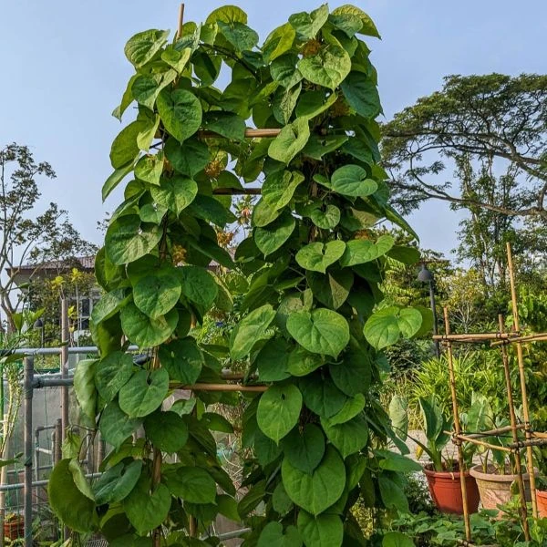 Изображение Телосма сердцевидная  - Telosma cordata