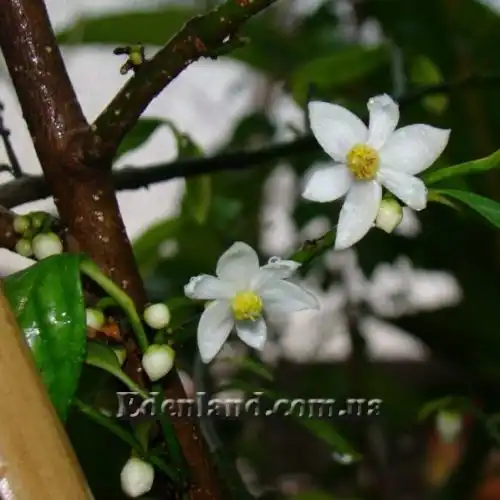 Анаксогорея Лусонська - Anaxagorea luzonensis 