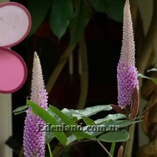 Изображение Урария волосатая - Uraria crinite