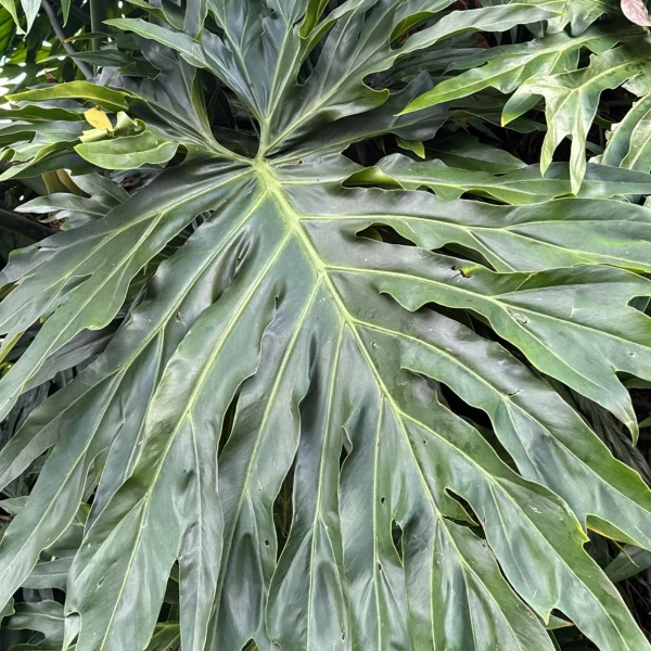 Зображення Філодендрон променистий - Philodendron radiatum 