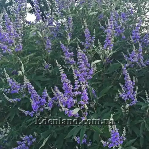 Изображение Витекс священный  - Vitex agnus - castus