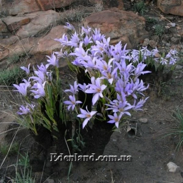 Зображення Ксерофіта сітчастожильчаста - Xerophyta retinervis