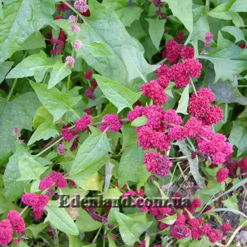 Изображение Блитум головчатый - Blitum capitatum