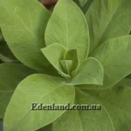 Изображение Лобелия Тупа - Lobelia tupa