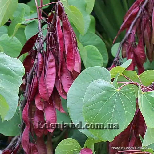 Изображение Церцис рожковый - Cercis siliquastrum