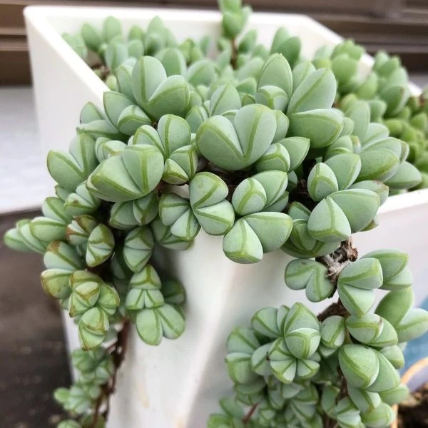 Зображення Браунсія Максиміліана - Braunsia maximiliani