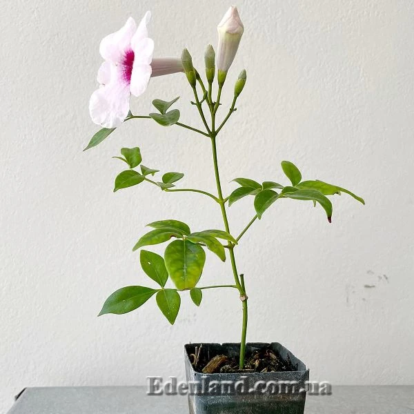 Изображение Пандорея жасминовидная - Pandorea jasminoides