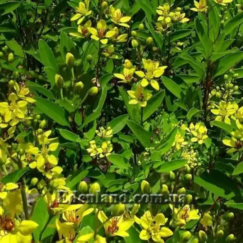 Изображение Гальфимия сизая - Galphimia glauca