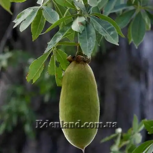 Зображення плод