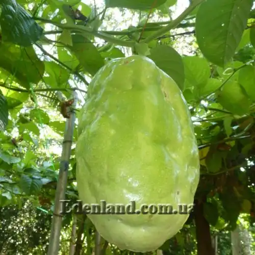 Изображение Пассифлора четырехугольная - Pasiflora quadrangularisи