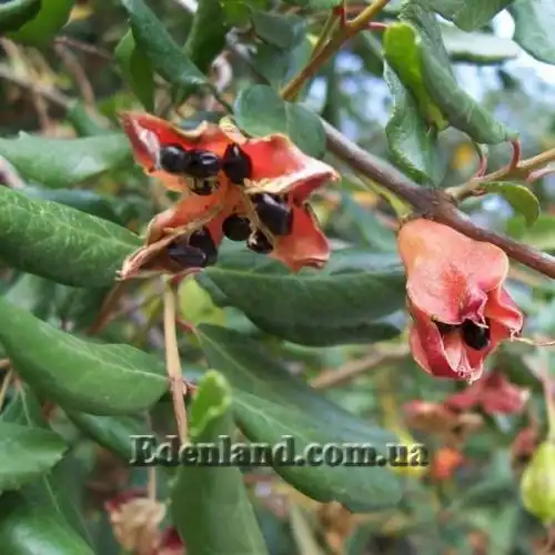 Изображение Кринодендрон Патагуа - Crinodendron patagua