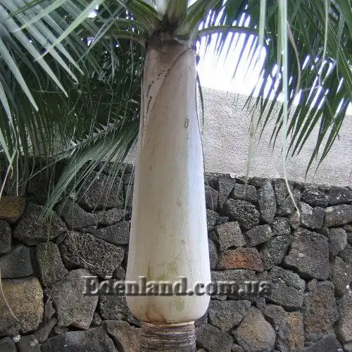 Изображение Диктиосперма белая разн. Соединенная - Dictyosperma album var. Conjugatum 