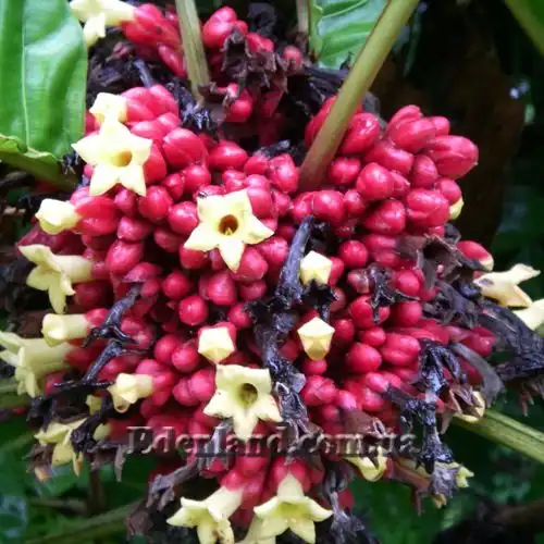 Изображение соцветие