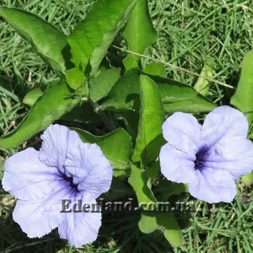 Руелія бульбоносна - Ruellia tuberosa