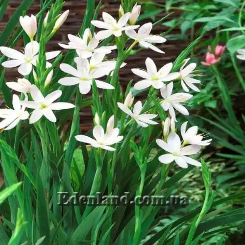 Изображение Схизостилис шарлаховый - Schizostylis coccinea