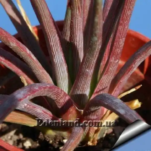 Изображение Агава сжатая красная - Agave stricta Rubra