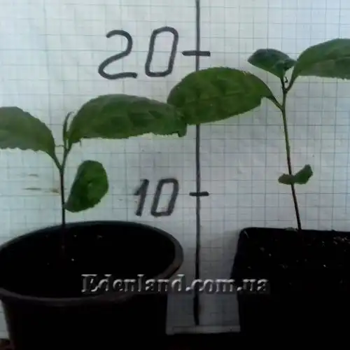 Зображення Камелія китайська, Чайний кущ - Camellia sinensis