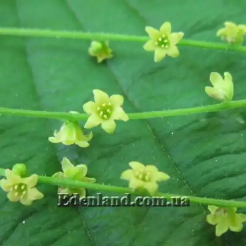 Зображення Діоскорея кавказька - Dioscorea caucasica 
