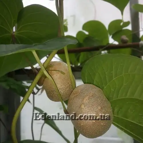 Діоскорея бульбоносна - Dioscorea bulbifera