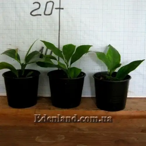 Изображение саженцы в продаже