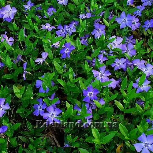 Вінка мінор (барвінок) - Vinca minor