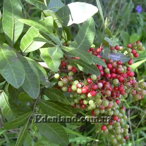 Изображение Шинус фисташколистный - Schinus terebinthifolius