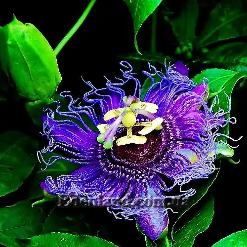 Изображение цветок